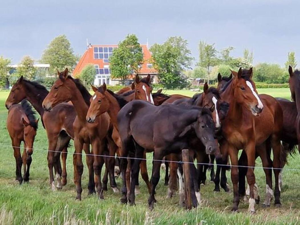 Luxe Gastenverblijf In Het Hart Van Friesland Akkrum Kültér fotó